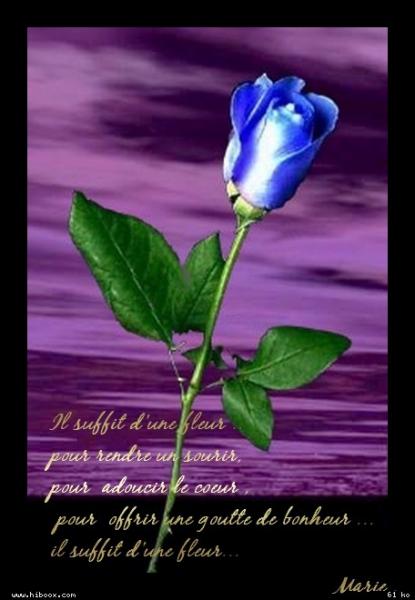 il suffit d'une fleur......................